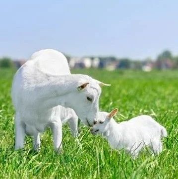 中国羊奶粉市场预计2025年近200亿,“领头羊”企业头部效应凸显